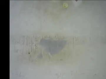 Chaturbate Live Porn of wet_pussy200