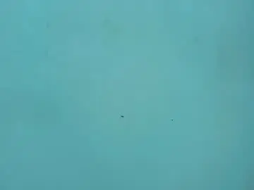 Chaturbate Adult Webcams of serenavelvet