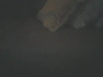 Chaturbate Watch Live Sex Cams of dirtyroccoxxx