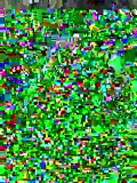 sissyvee from stripchat