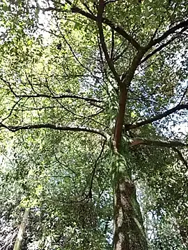 Stripchat Live Sex of Sam_Sara