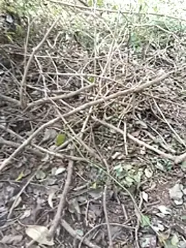 Stripchat Live Porn of kalai_32