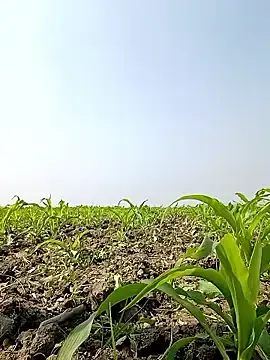 Stripchat Best live sex cam show of ThethunderPo