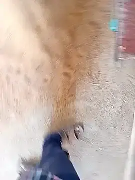 Stripchat Live Sex Cam of Horny-boyyy