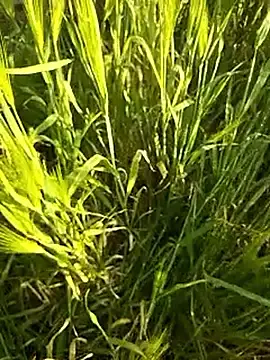 Stripchat Private Sex Chat of hornycouple20000