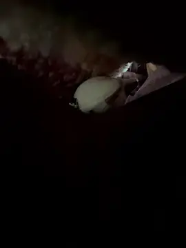 Stripchat Nude Webcam of bambi_lu