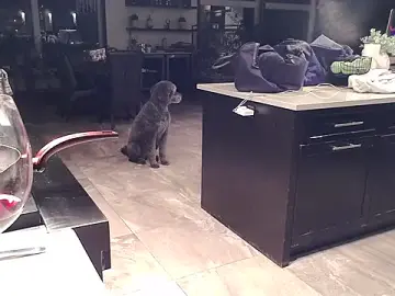 Stripchat Sex Chat of Toy-Daddy