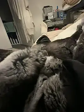 Stripchat Live Sex of Furdale