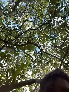 Stripchat Nude Webcam of sweetsirenn