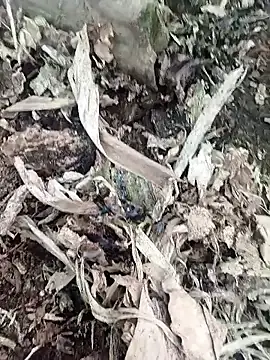 Stripchat Best live sex cam show of Sikici0734