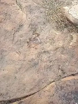 Stripchat Watch Live Sex Cams of Roughkings