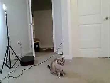 Stripchat Live Sex of maddiliz