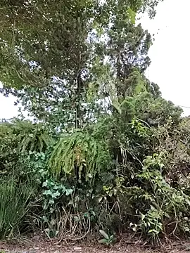 Stripchat Live Sex of giselxxx_hot